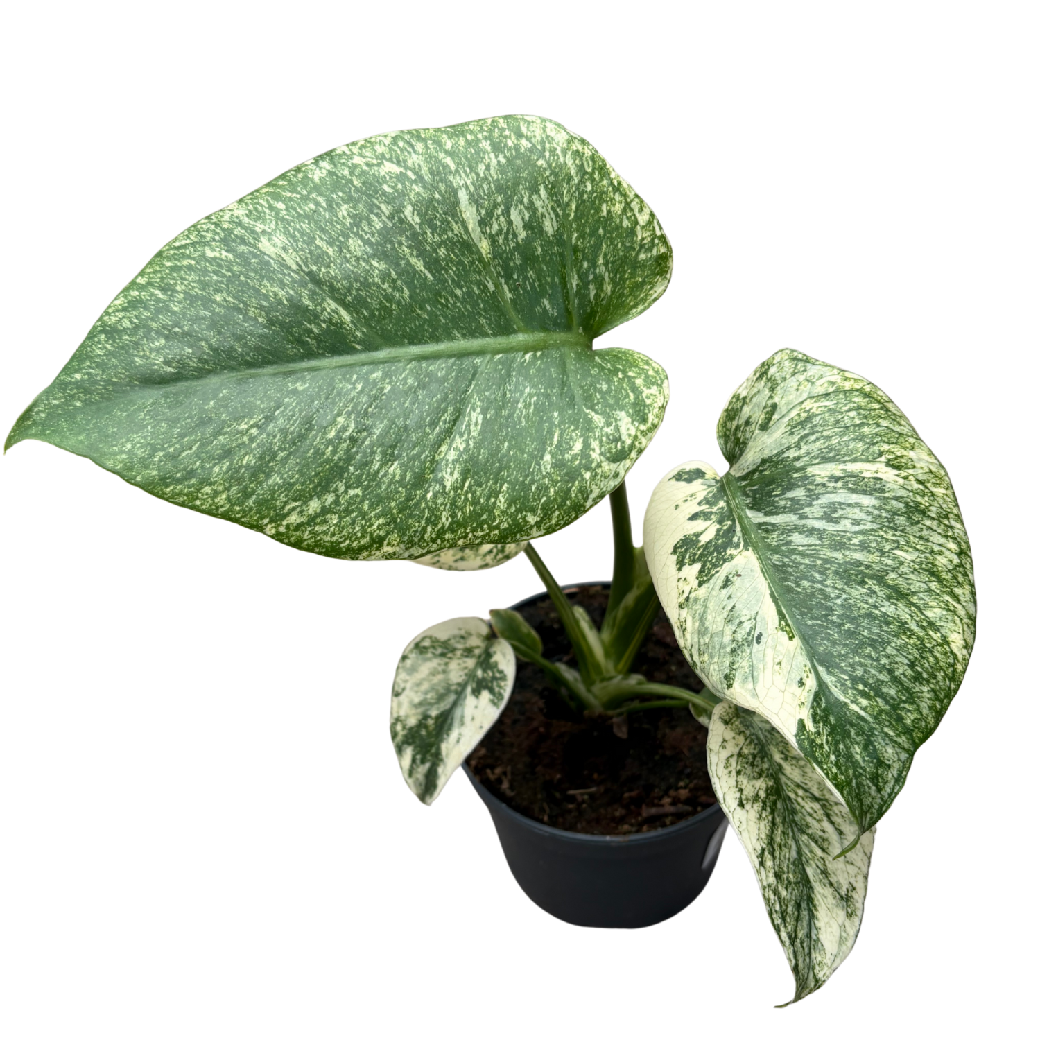 Monstera 'Mint' - 5